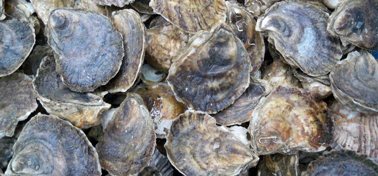 Photo Credit:&nbsp; Signature Oysters