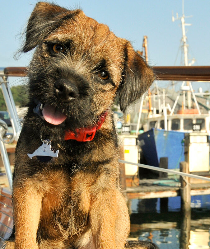 Brown dog wearing a red collar on a boat docked at a marina.