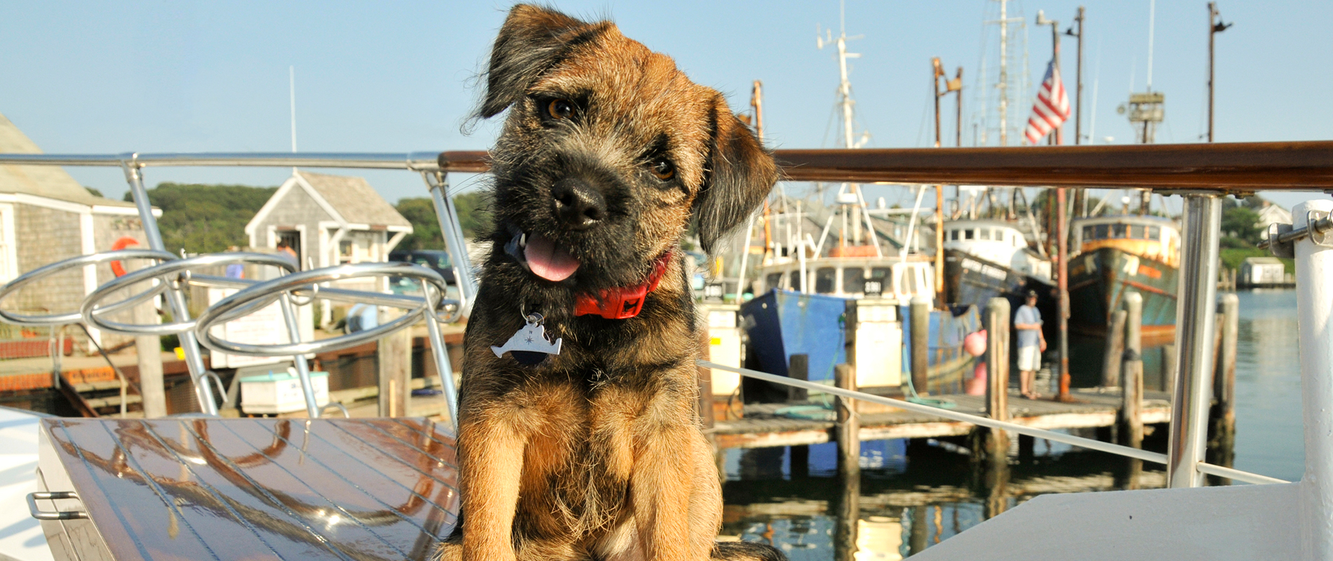 Brown dog wearing a red collar on a boat docked at a marina.