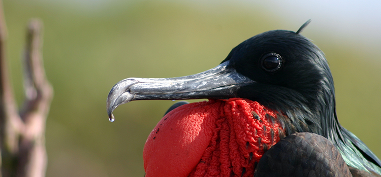 Photo: Charles J. Sharp via Wikimedia Commons