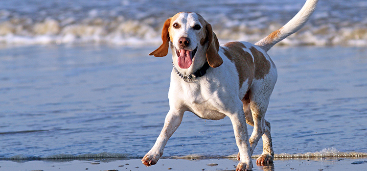 A dog plays on a beach in Martha's Vineyard