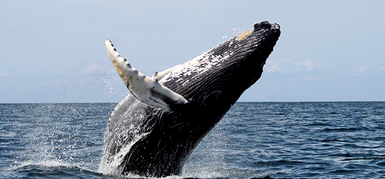 Courtesy of Stellwagen Bank National Marine Sanctuary