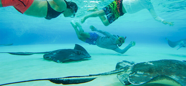 Stingray-1.jpg