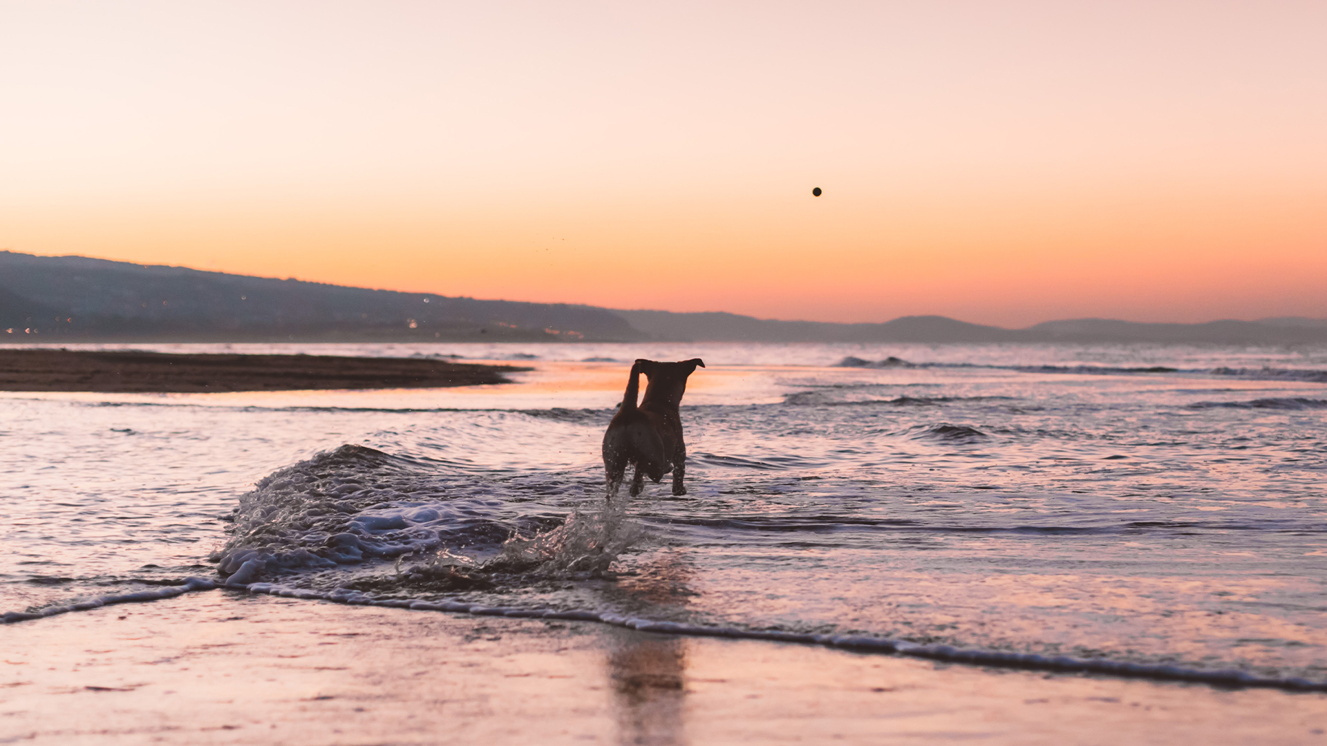 Dog friendly Nantucket